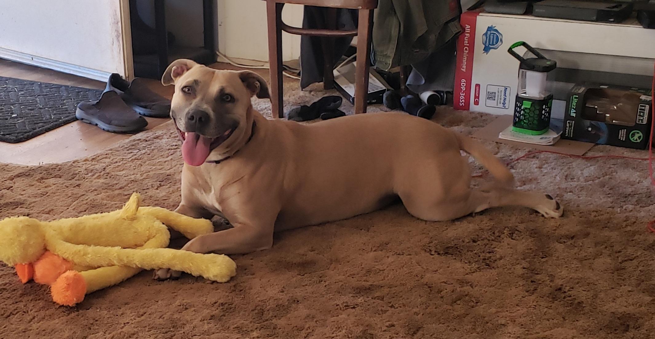 Enlarge Sophia, a ADOPTABLE Pit Bull Terrier in Coarsegold, CA image 1/4