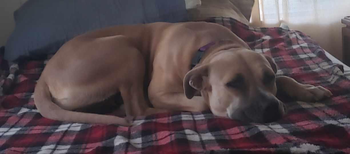 Enlarge Sophia, a ADOPTABLE Pit Bull Terrier in Coarsegold, CA image 2/4