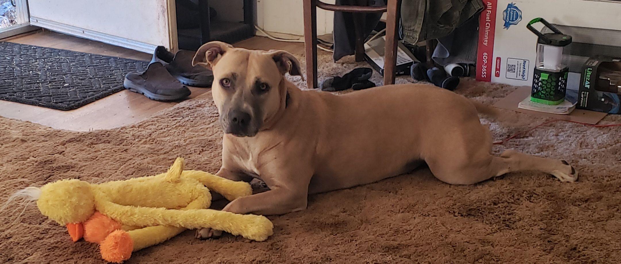 Enlarge Sophia, a ADOPTABLE Pit Bull Terrier in Coarsegold, CA image 4/4