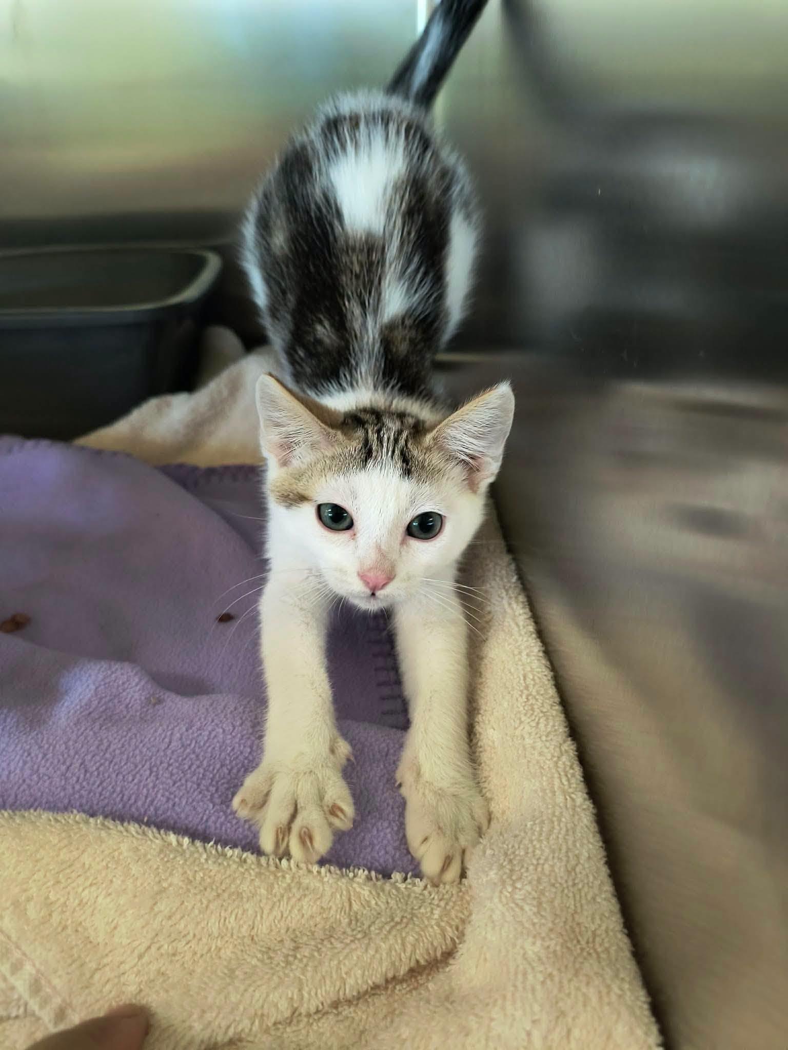 Bailey, ADOPTABLE, Kitten Male Domestic Short Hair.