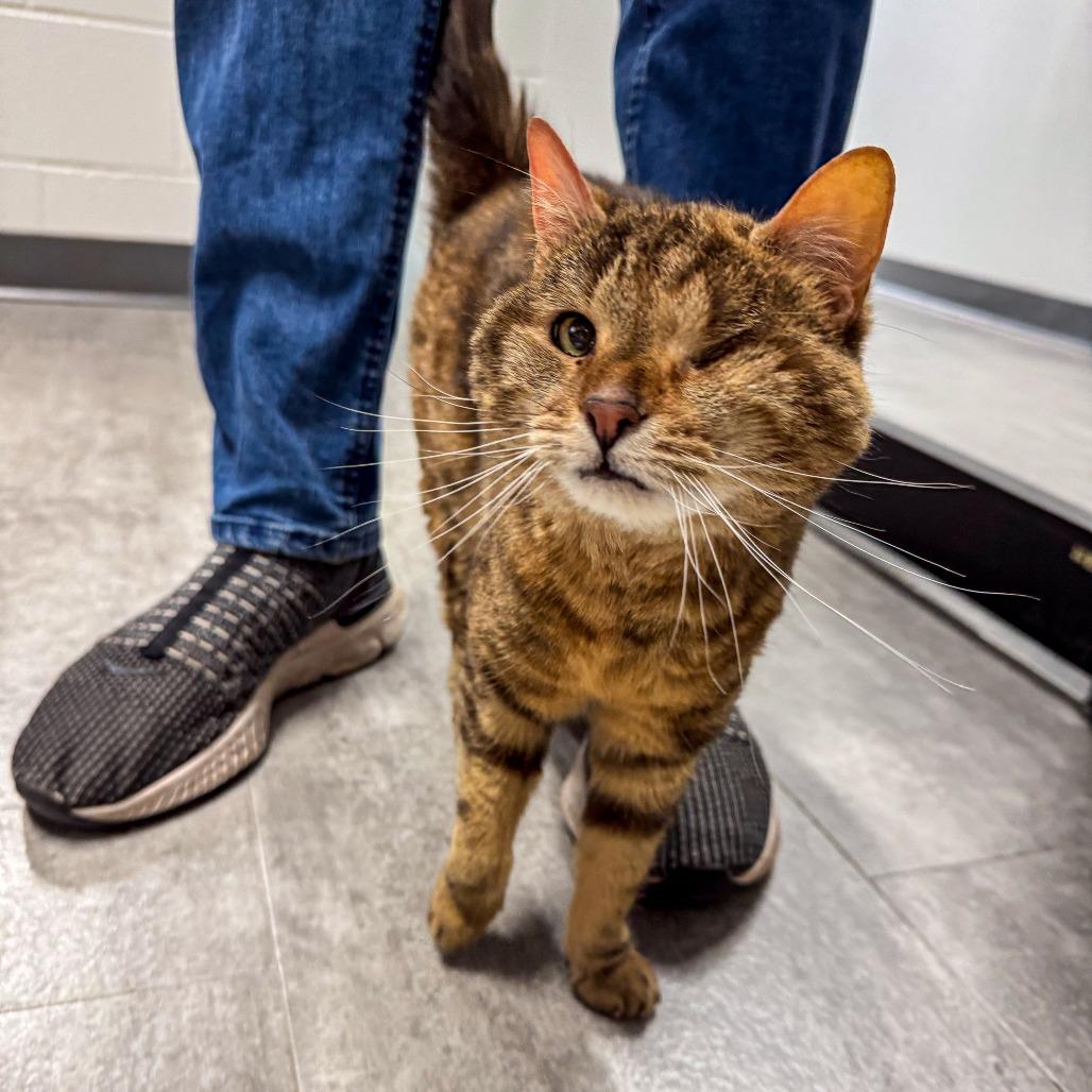 Coco, a Adoptable mixed breed in Kennebunk, ME image 1/6