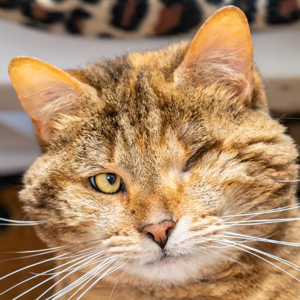 Coco, a Adoptable mixed breed in Kennebunk, ME image 2/6
