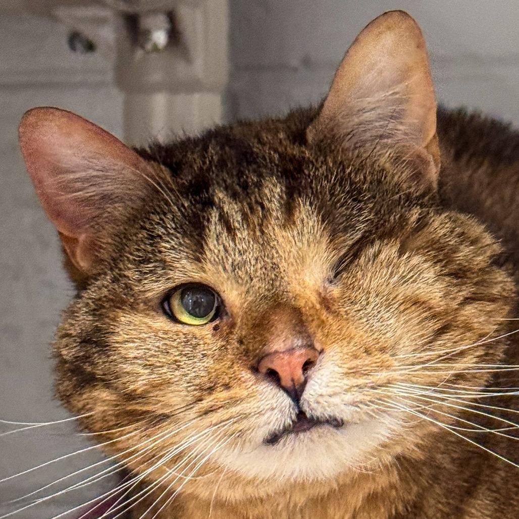 Coco, a Adoptable mixed breed in Kennebunk, ME image 4/6