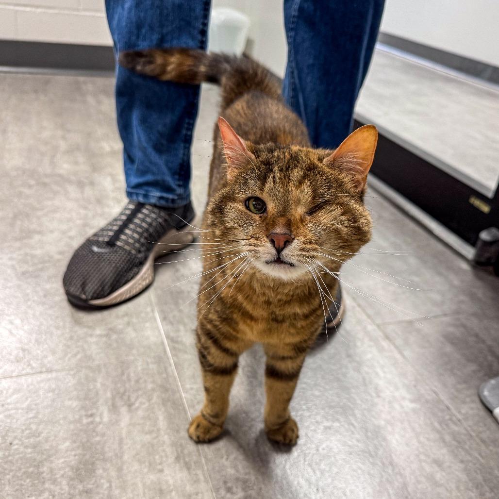 Coco, a Adoptable mixed breed in Kennebunk, ME image 6/6
