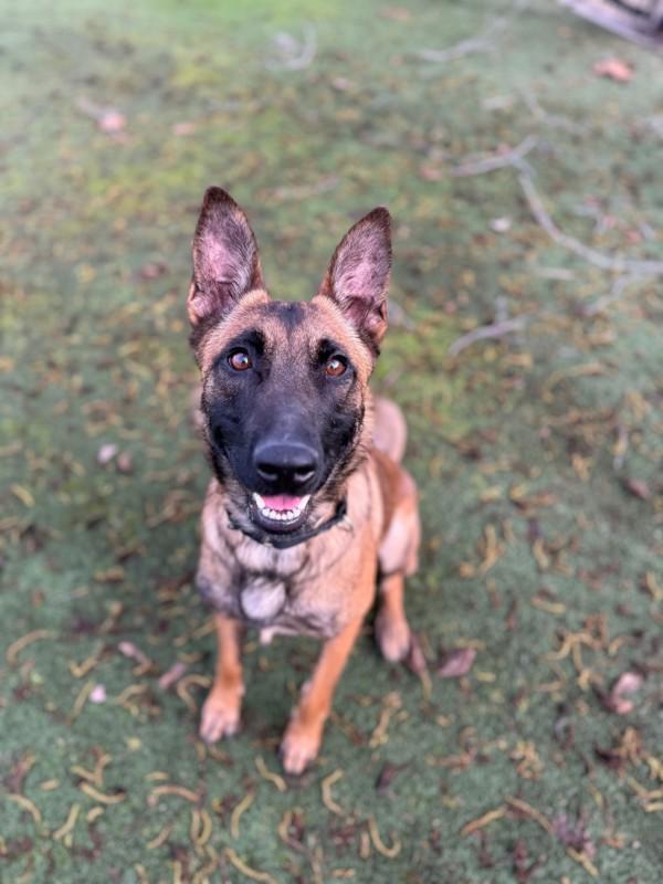 Enlarge Mazikeen, a Adoptable mixed breed in Oceanside, CA image 1/1