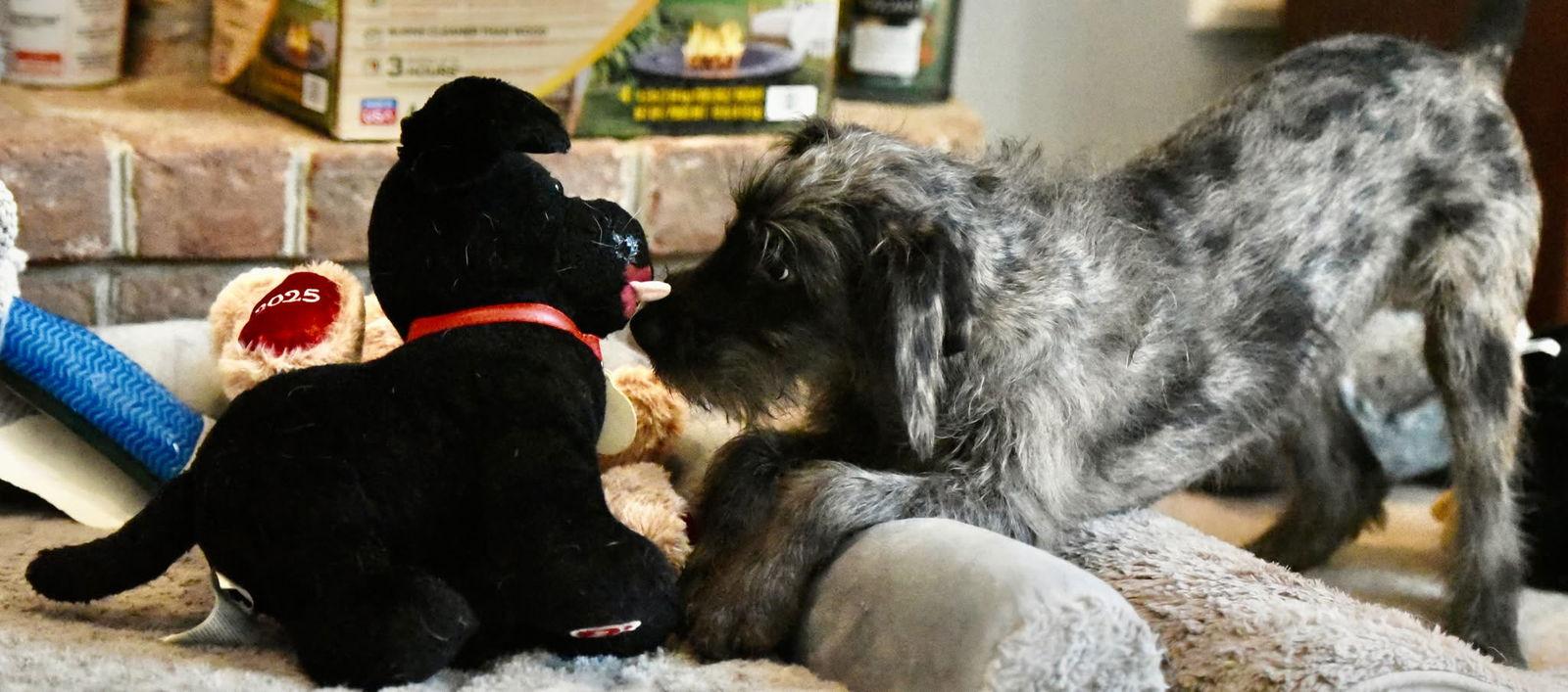 Violet, a Adopted Poodle in Mechanicsburg, PA image 1/3