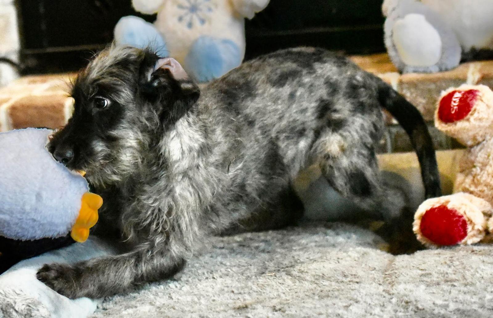 Violet, a Adopted Poodle in Mechanicsburg, PA image 2/3