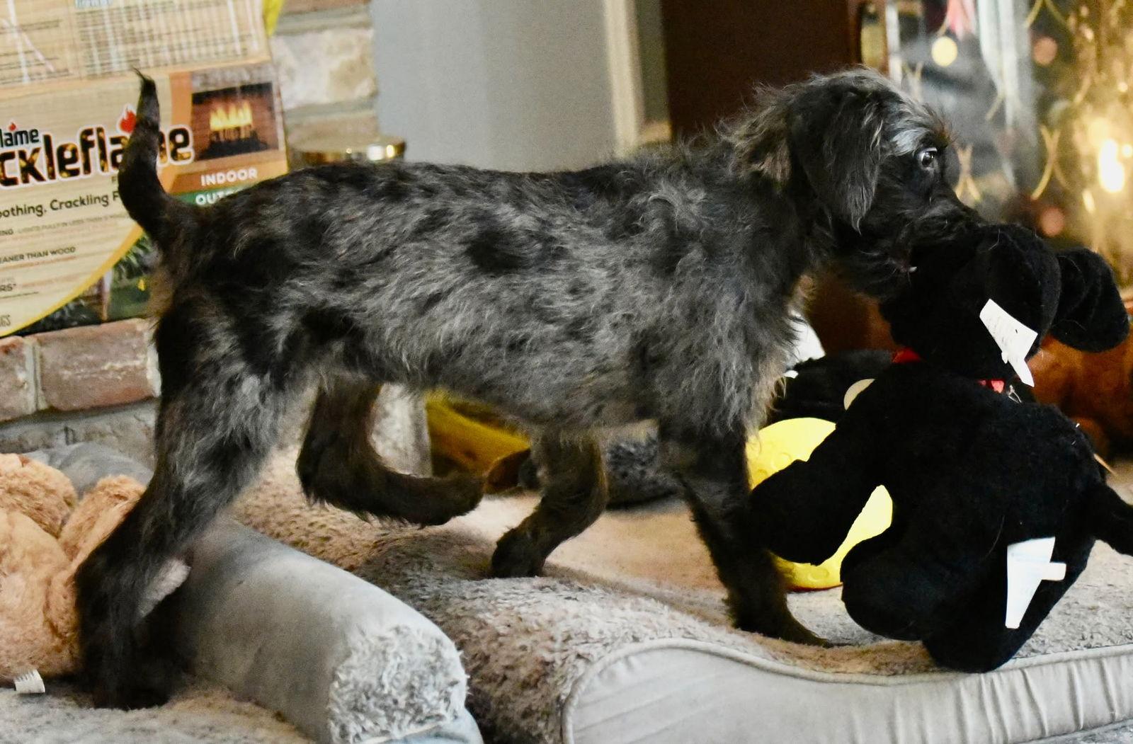 Violet, a Adopted Poodle in Mechanicsburg, PA image 3/3