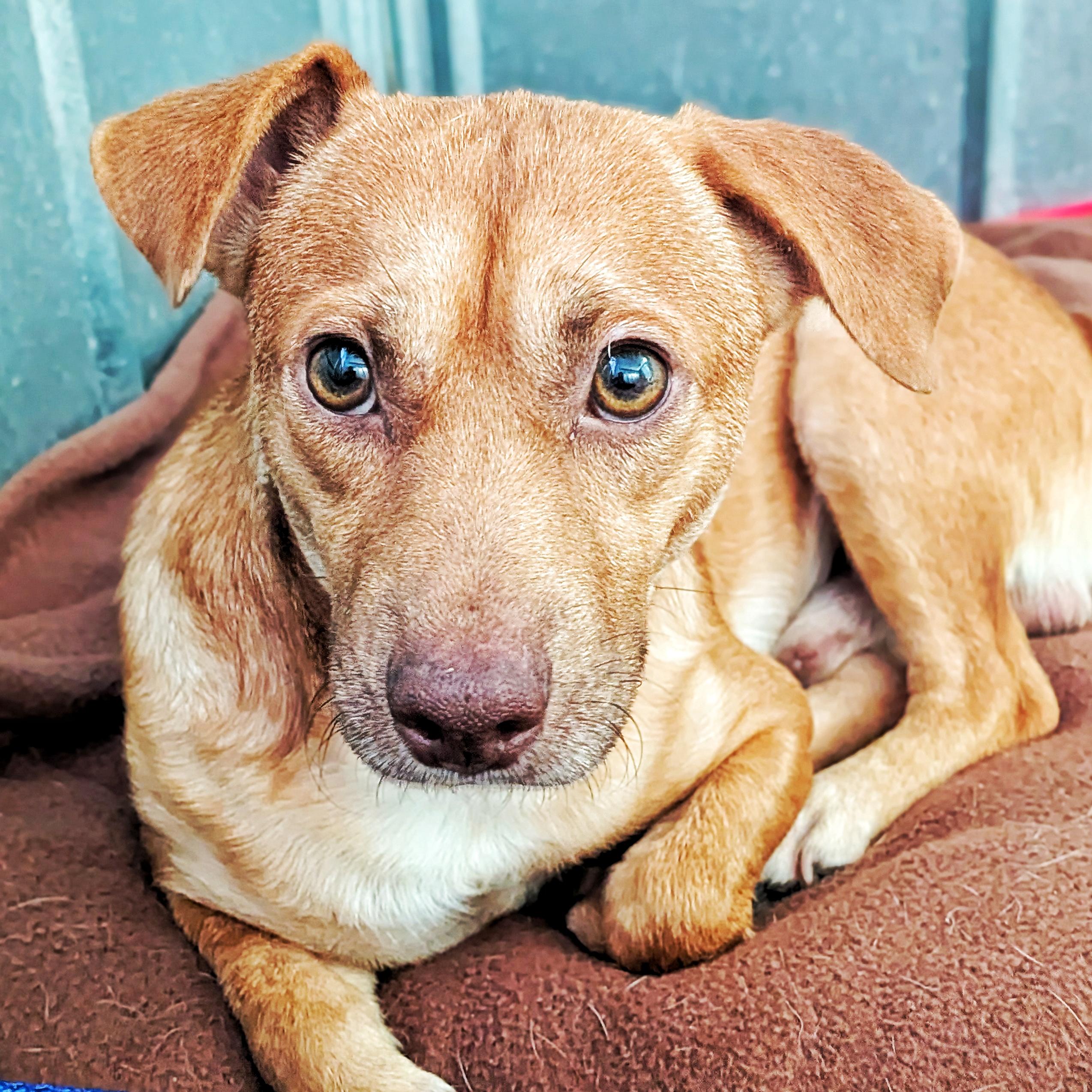 Enlarge Peanut Butter, a Adoptable mixed breed in Eustis, FL image 1/1