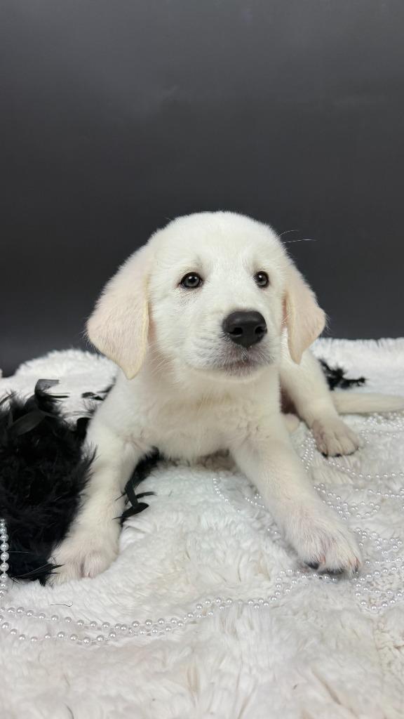 Blizzard Tiger, Adoptable, Puppy Male Great Pyrenees & Anatolian Shepherd.