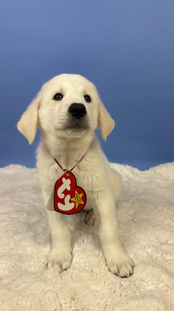 Enlarge Blizzard Tiger, a Adoptable mixed breed in Phoenix, AZ image 2/6