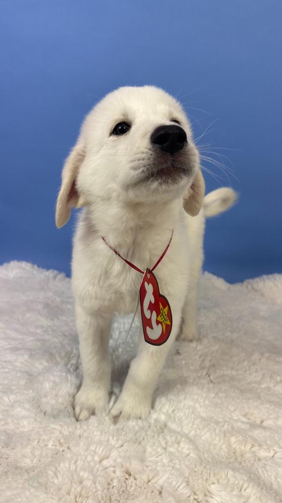 Enlarge Blizzard Tiger, a Adoptable mixed breed in Phoenix, AZ image 3/6