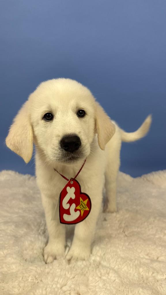 Enlarge Blizzard Tiger, a Adoptable mixed breed in Phoenix, AZ image 4/6