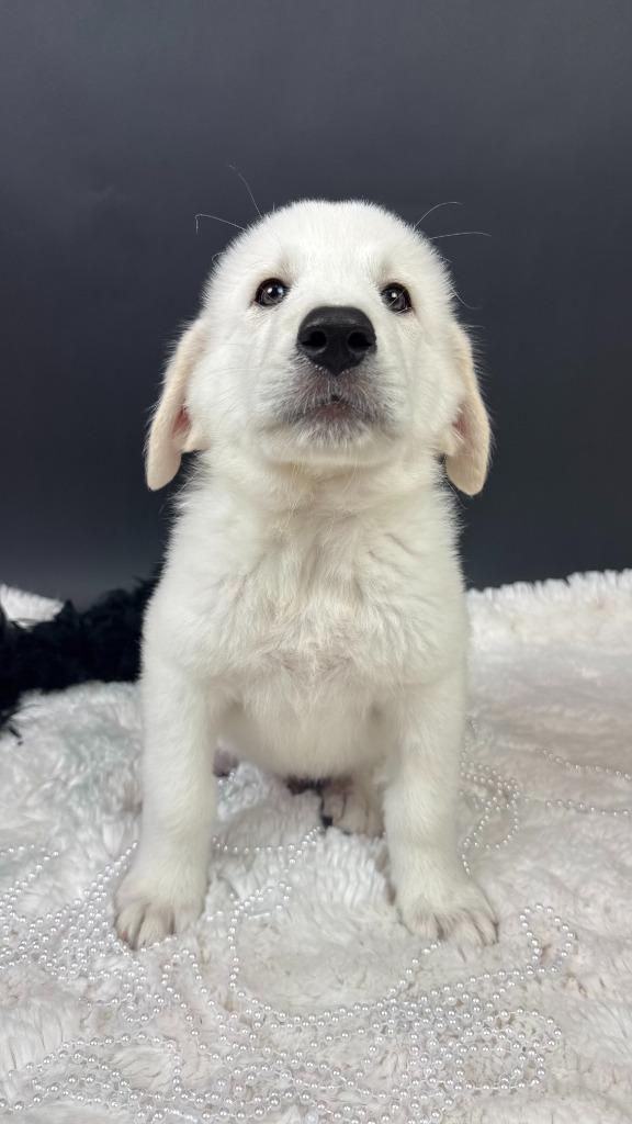 Enlarge Blizzard Tiger, a Adoptable mixed breed in Phoenix, AZ image 5/6