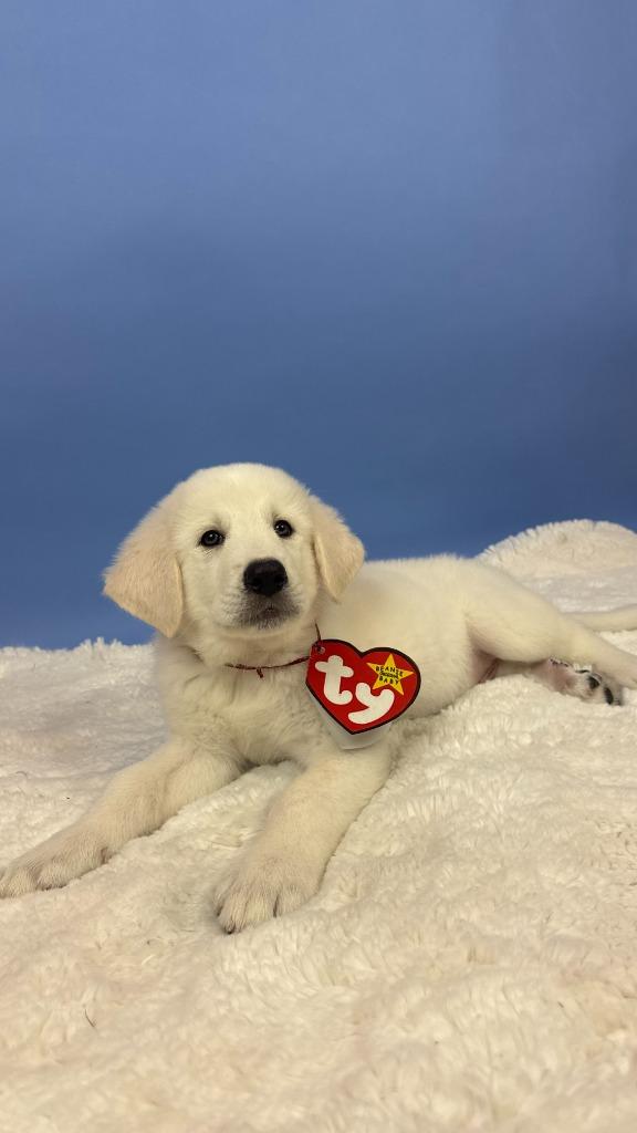 Enlarge Blizzard Tiger, a Adoptable mixed breed in Phoenix, AZ image 6/6
