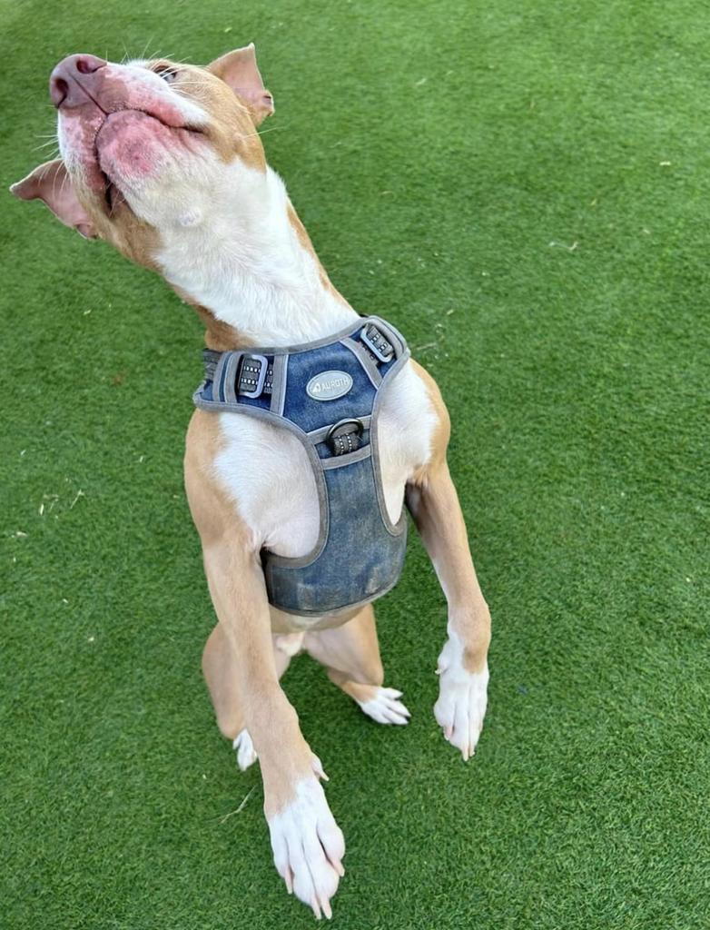 Richie, Adoptable, Adult Male Bull Terrier & Mixed Breed.