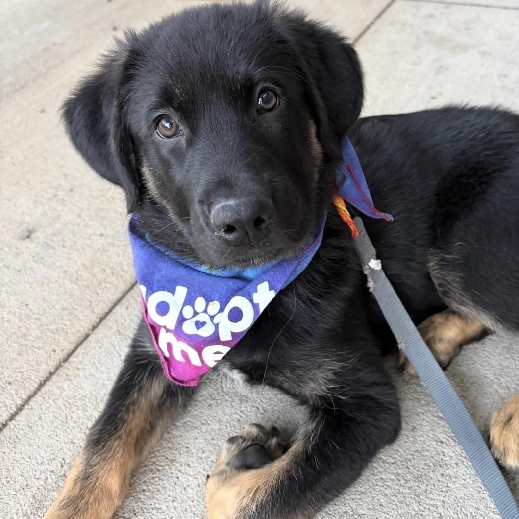 Wilson, adopted, Puppy Male German Shepherd Dog.