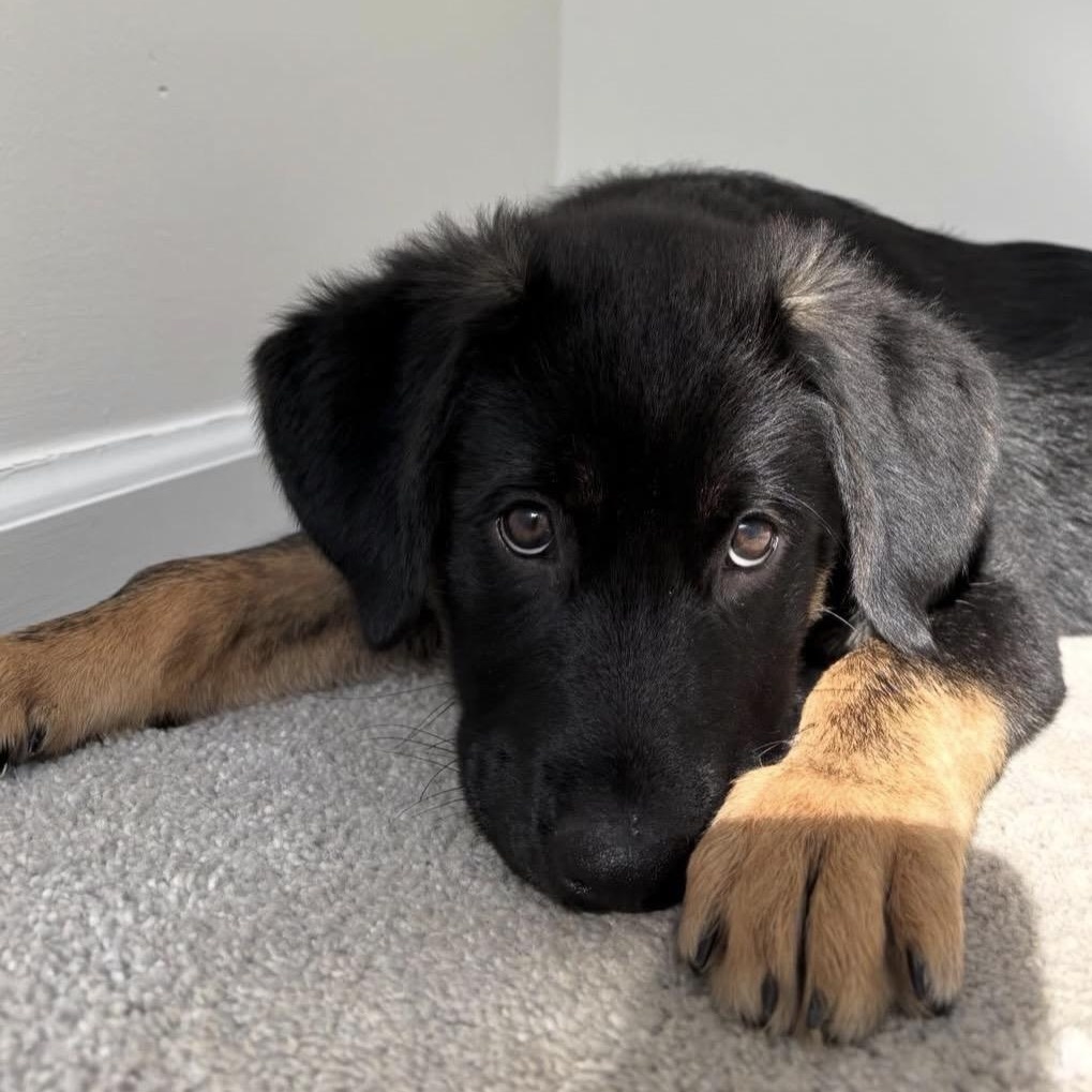 Enlarge Wilson, an adopted mixed breed in Charlotte, NC image 2/5