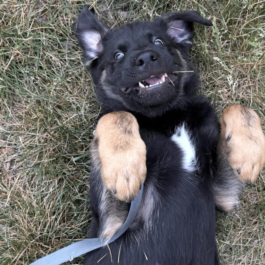 Enlarge Wilson, an adopted mixed breed in Charlotte, NC image 3/5