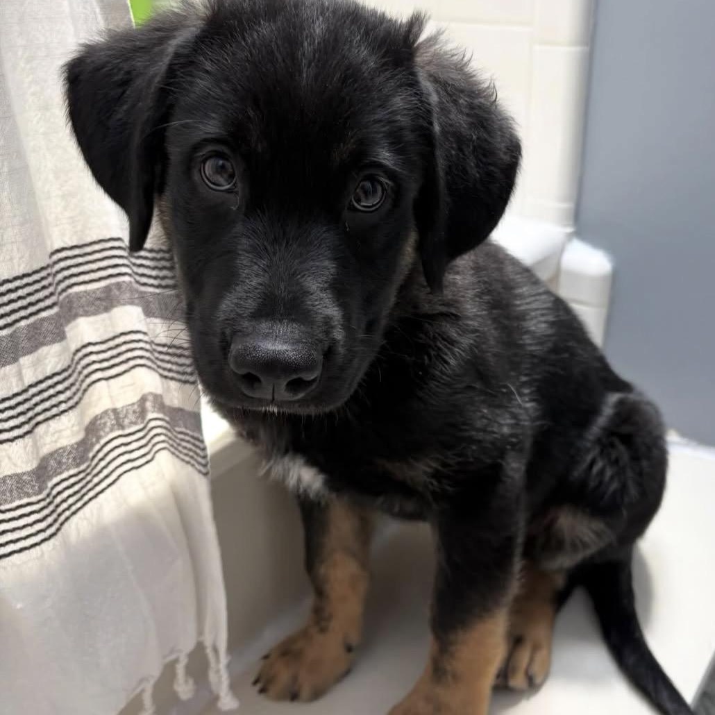 Enlarge Wilson, an adopted mixed breed in Charlotte, NC image 5/5