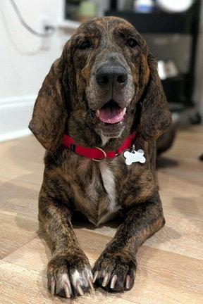 Enlarge TIGER AKA Reese, a Adoptable mixed breed in Mays Landing, NJ image 1/3