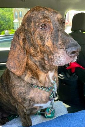 Enlarge TIGER AKA Reese, a Adoptable mixed breed in Mays Landing, NJ image 2/3