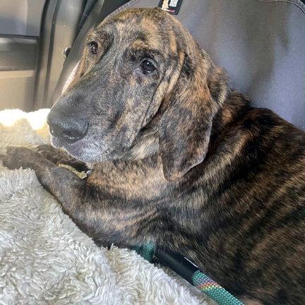 Enlarge TIGER AKA Reese, a Adoptable mixed breed in Mays Landing, NJ image 3/3