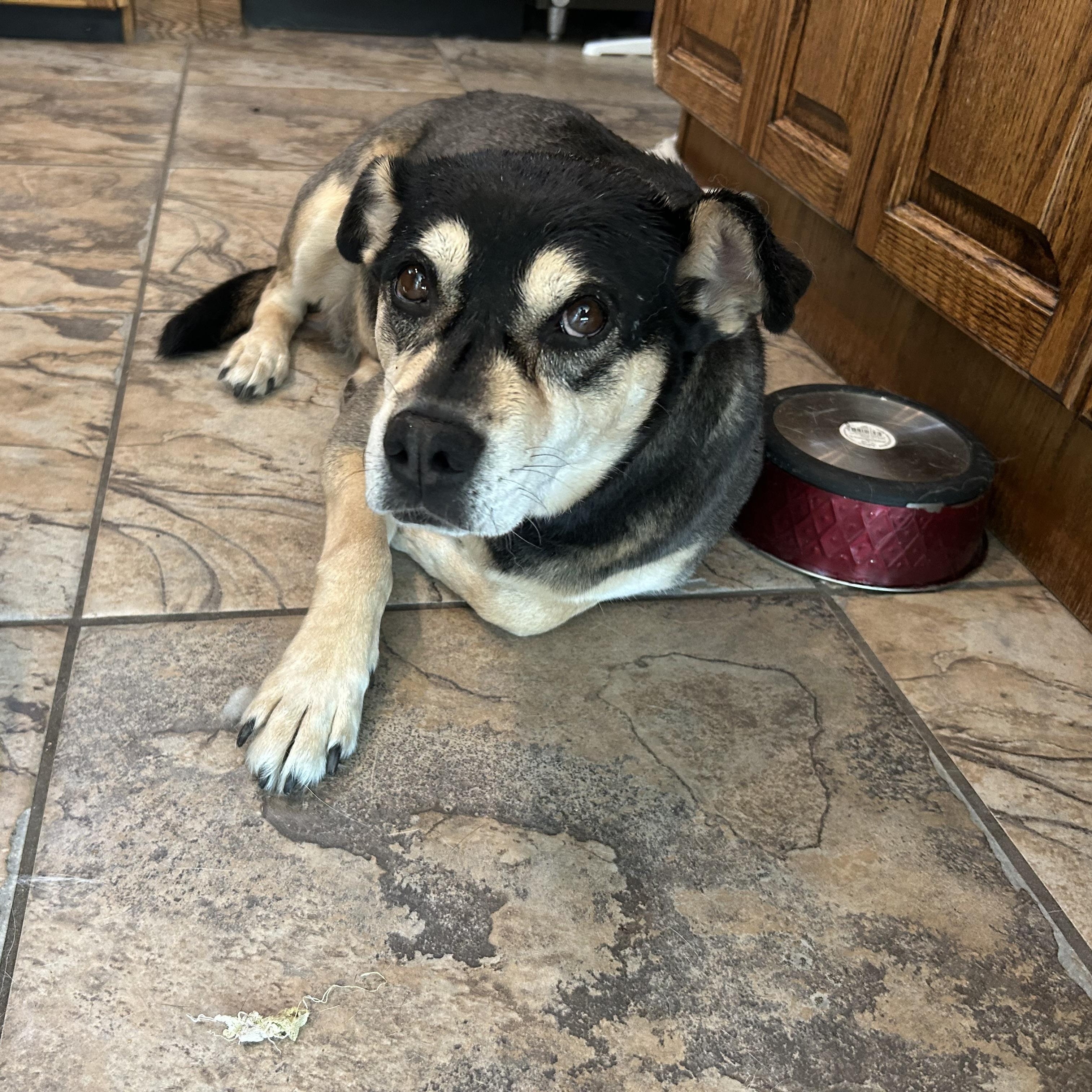 Helen, an adoptable Puggle in Edmonton, AB, T5Y 3N6 | Photo Image 3