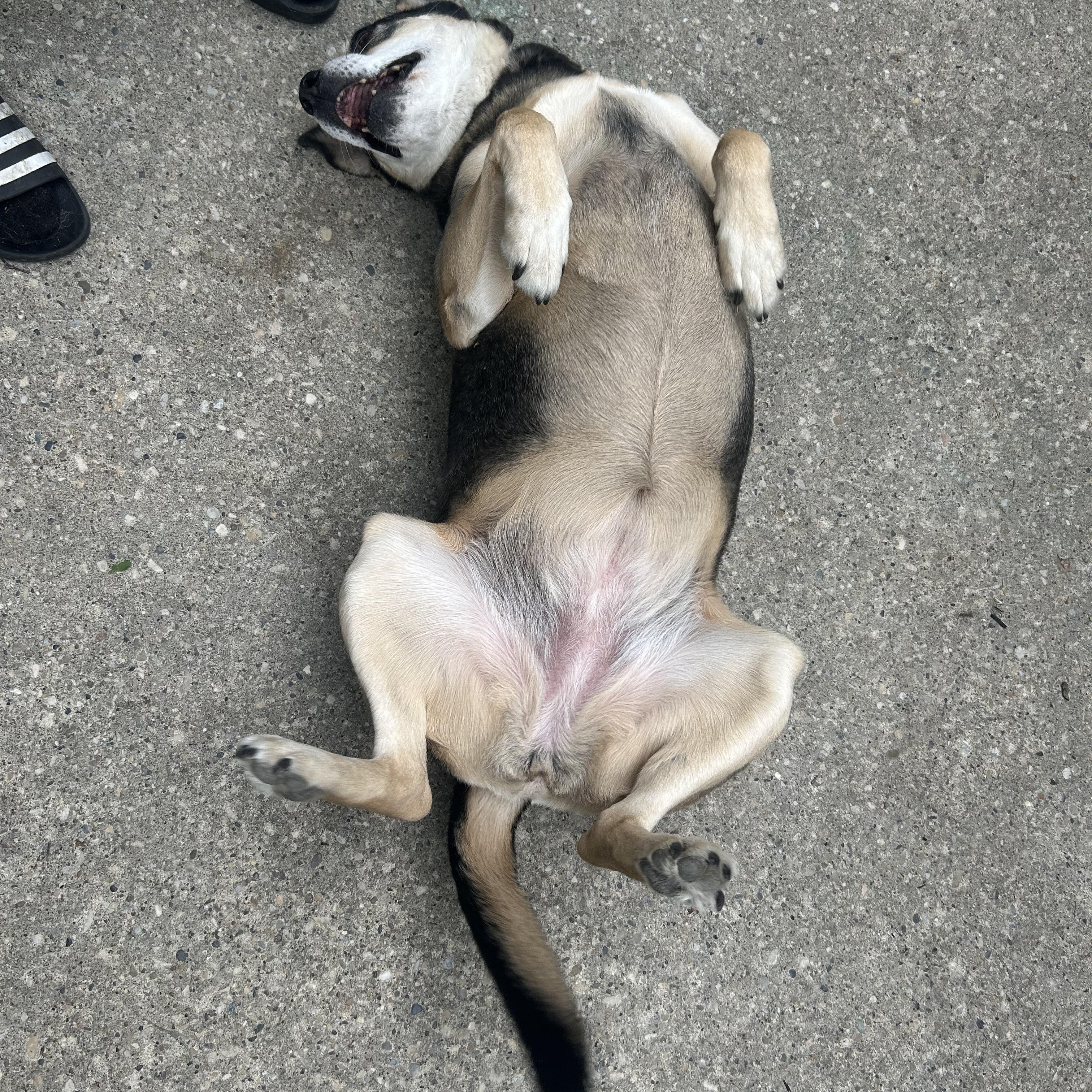 Helen, an adoptable Puggle in Edmonton, AB, T5Y 3N6 | Photo Image 5