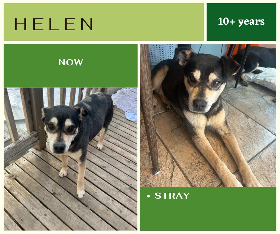 Helen, an adoptable Puggle in Edmonton, AB, T5Y 3N6 | Photo Image 1