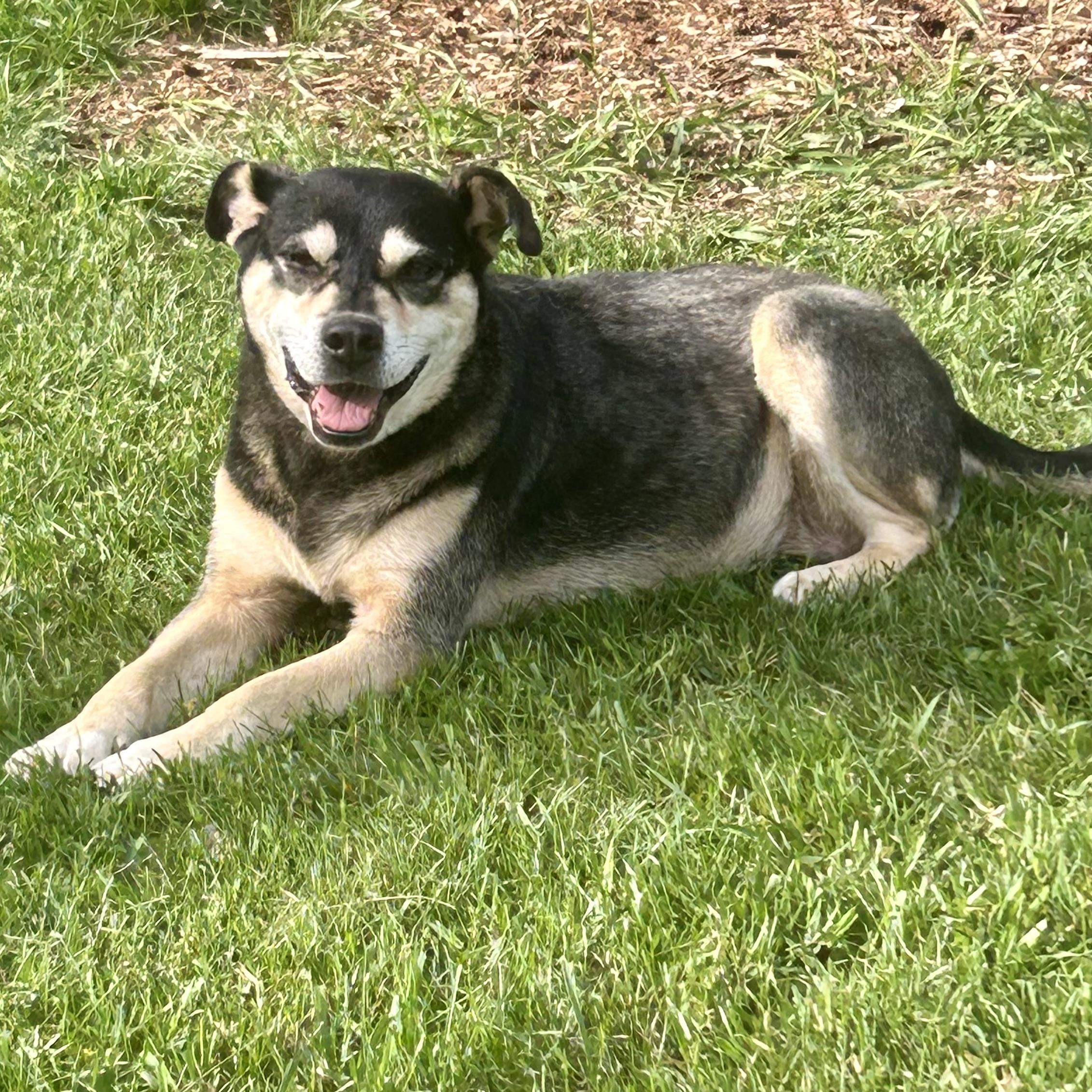 Helen, an adoptable Puggle in Edmonton, AB, T5Y 3N6 | Photo Image 2