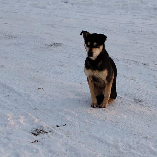 Helen, an adoptable Puggle in Edmonton, AB, T5Y 3N6 | Photo Image 3