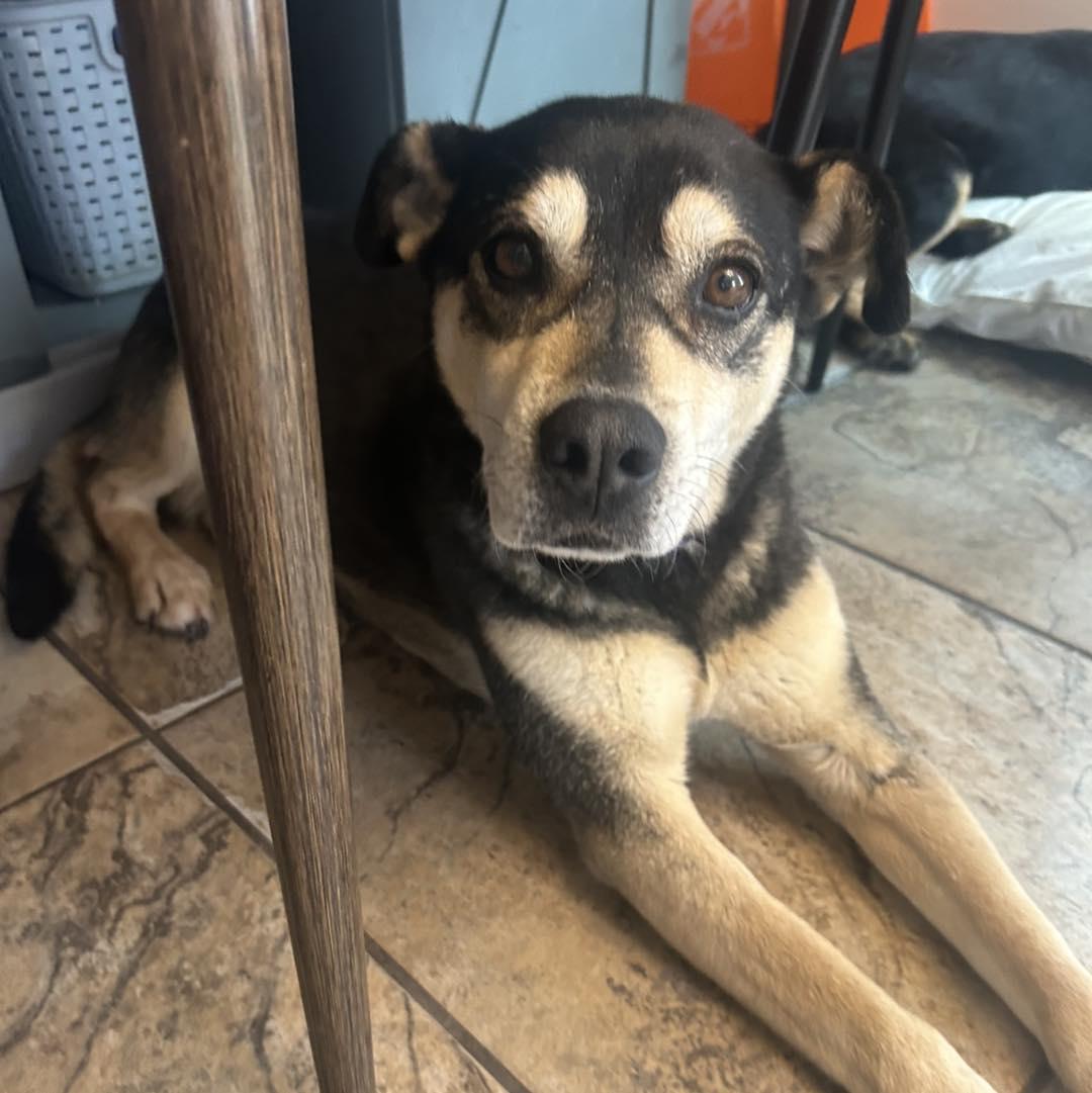 Helen, an adoptable Puggle in Edmonton, AB, T5Y 3N6 | Photo Image 4