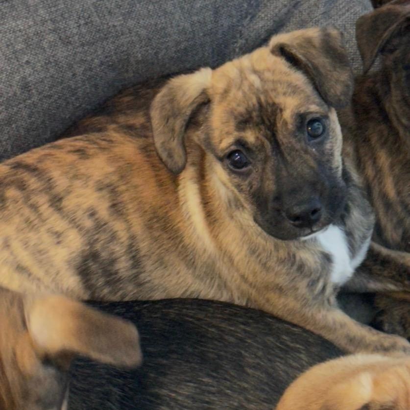 Enlarge Lucy, a Adoptable Mixed Breed in Lindenhurst, NY image 1/1