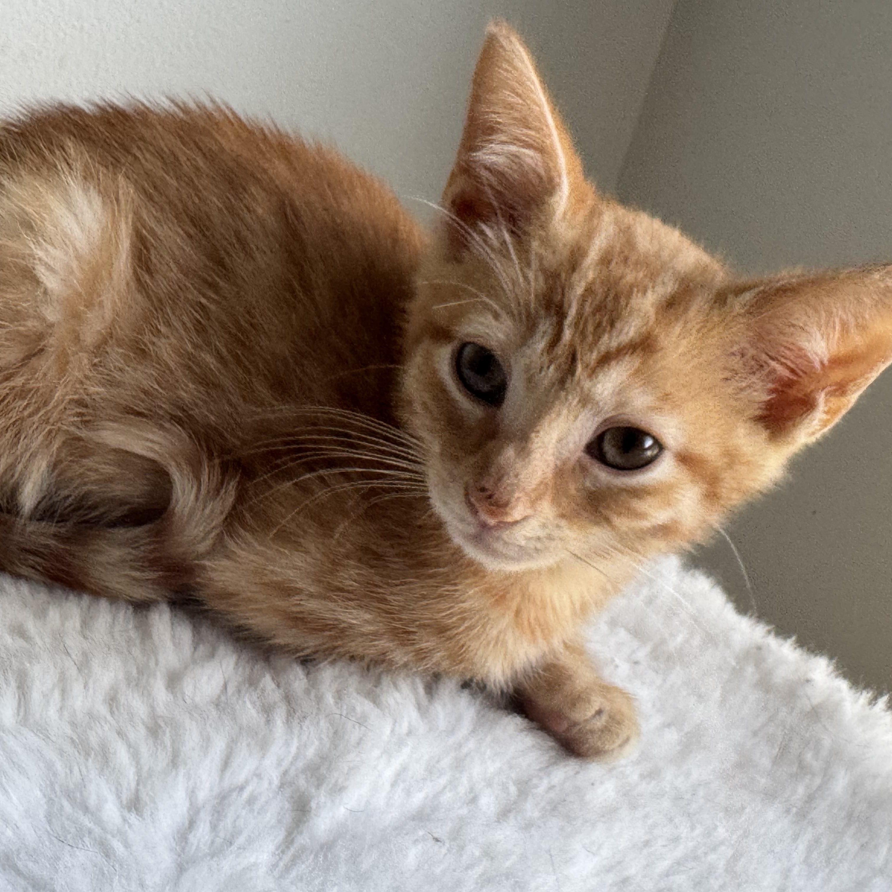 Darren, Baby Male Domestic Short Hair