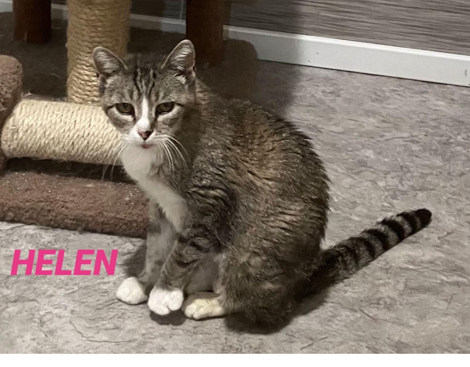 Enlarge Helen - Tabby & White - Foster Care, a Adoptable Tabby in Mitchell, SD image 1/1