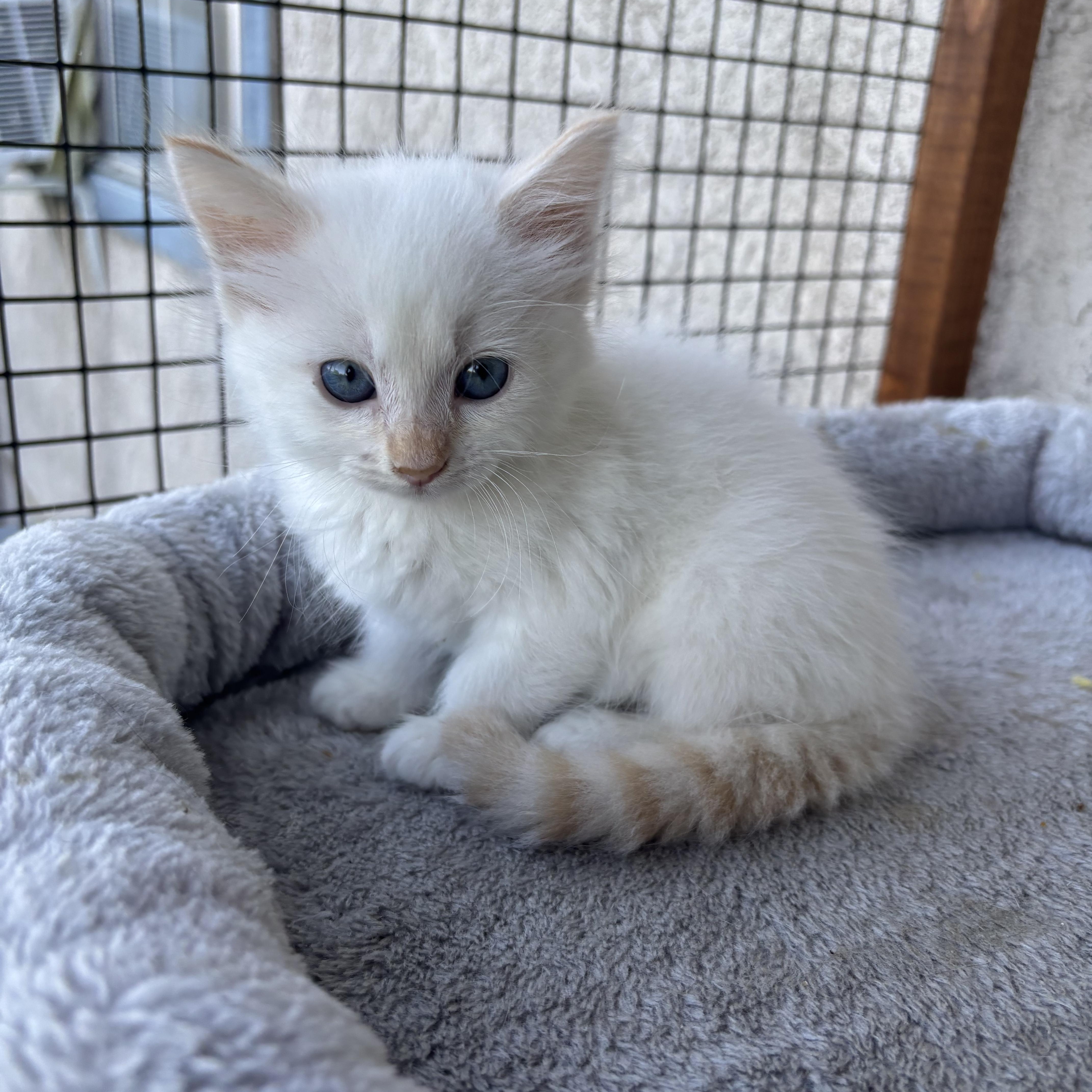 Rune, a ADOPTABLE Siamese in Costa Mesa, CA image 2/3
