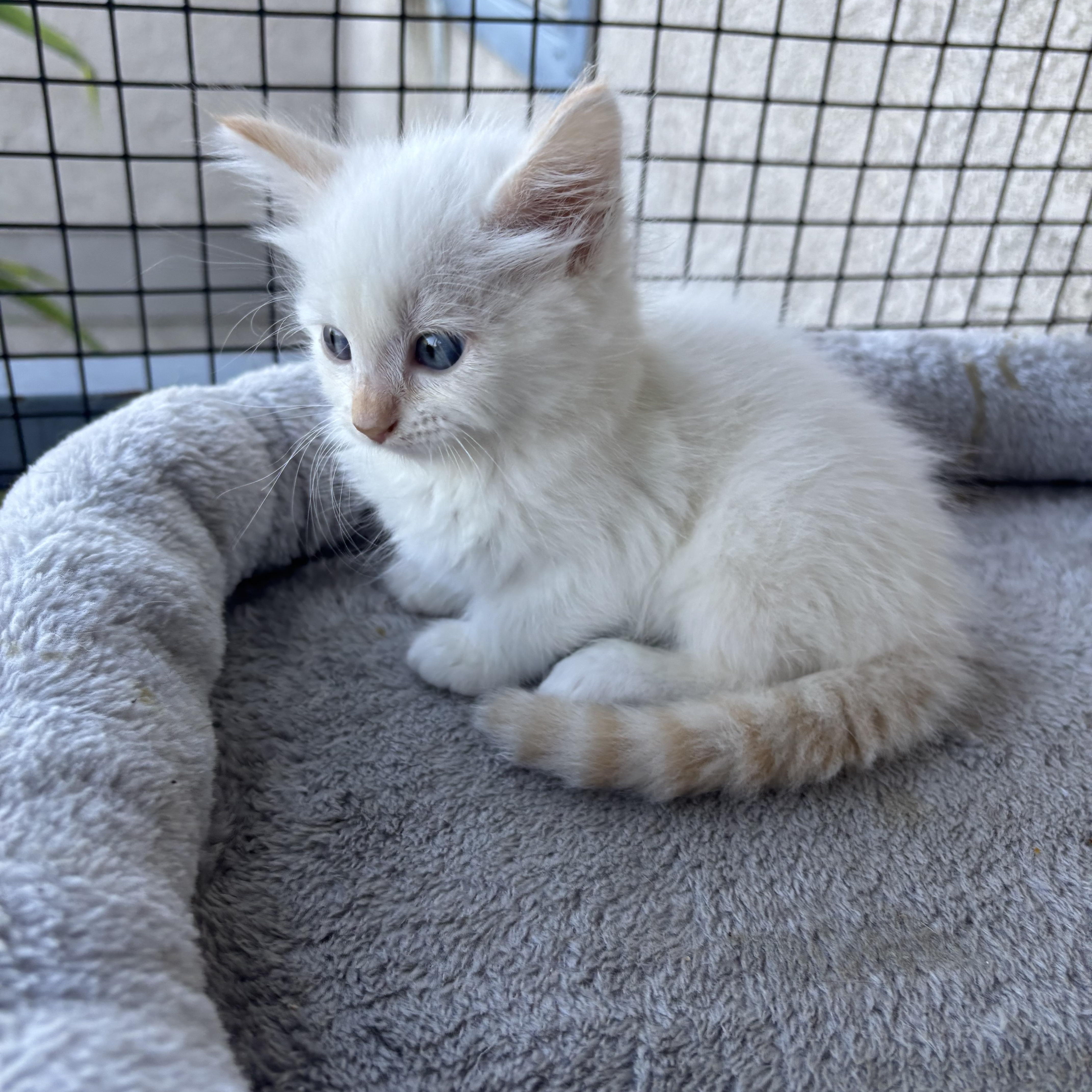 Rune, a ADOPTABLE Siamese in Costa Mesa, CA image 3/3