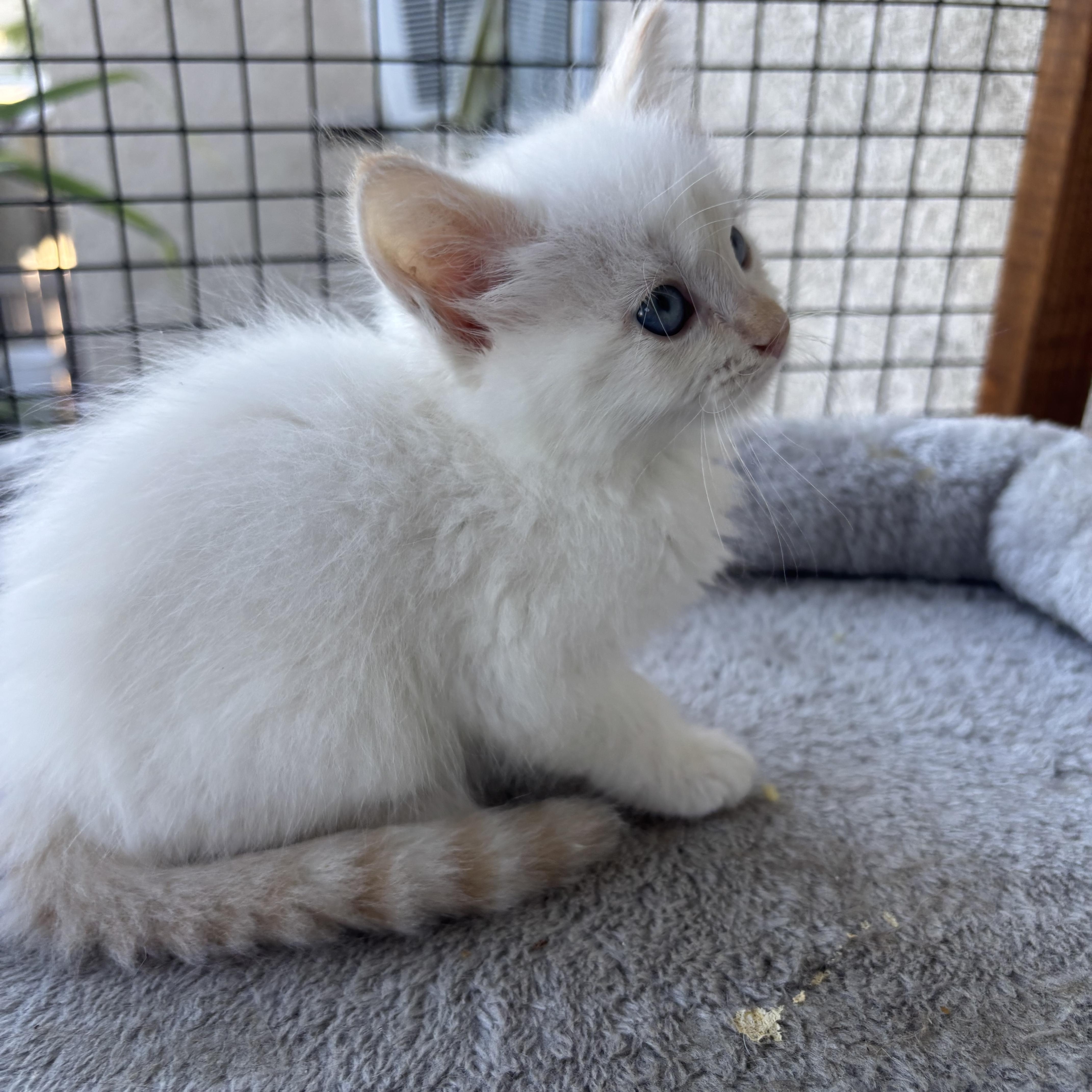 Rune, ADOPTABLE, Kitten Male Siamese.