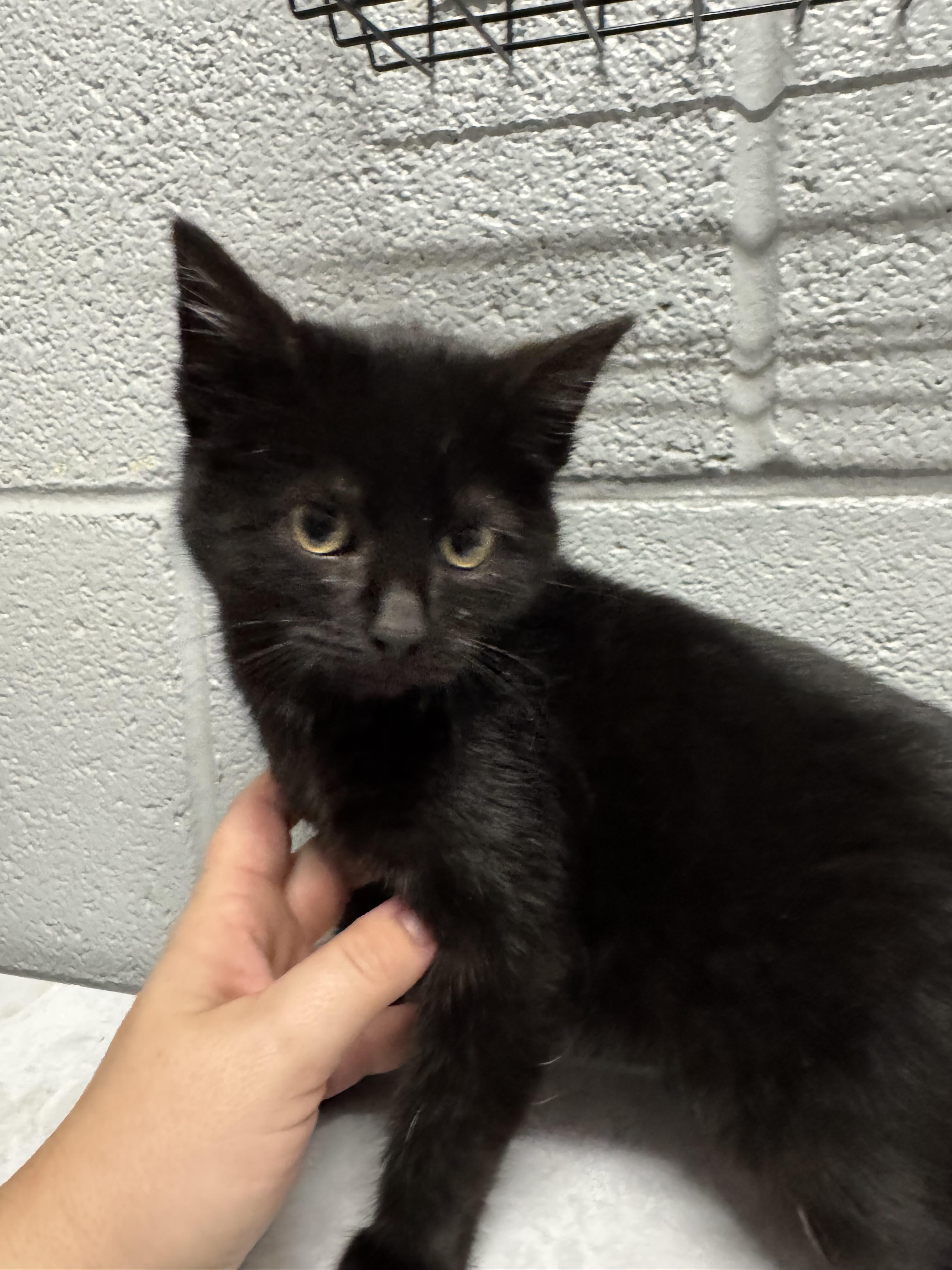 Bumble, Adopted, Kitten Female Domestic Short Hair.