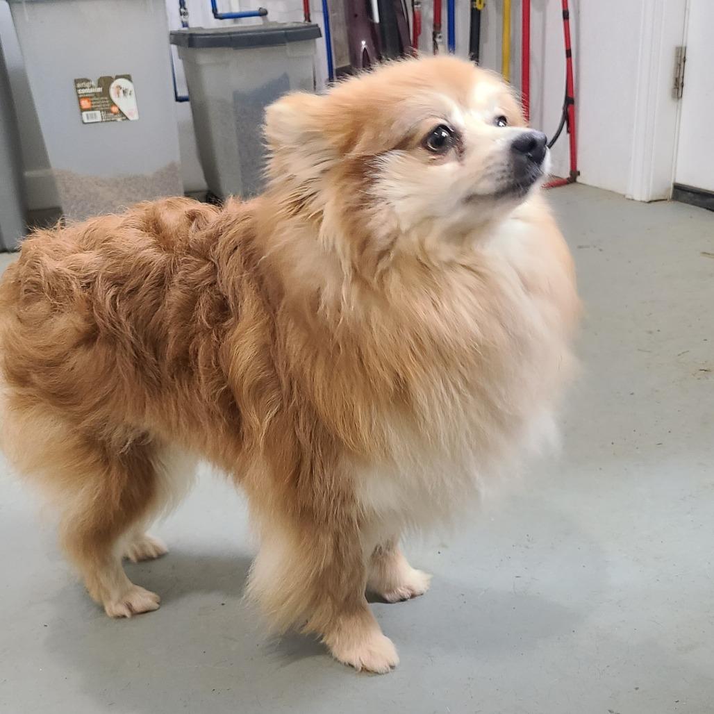 Scarlett, a Adoptable Pomeranian in Southington, OH image 1/5