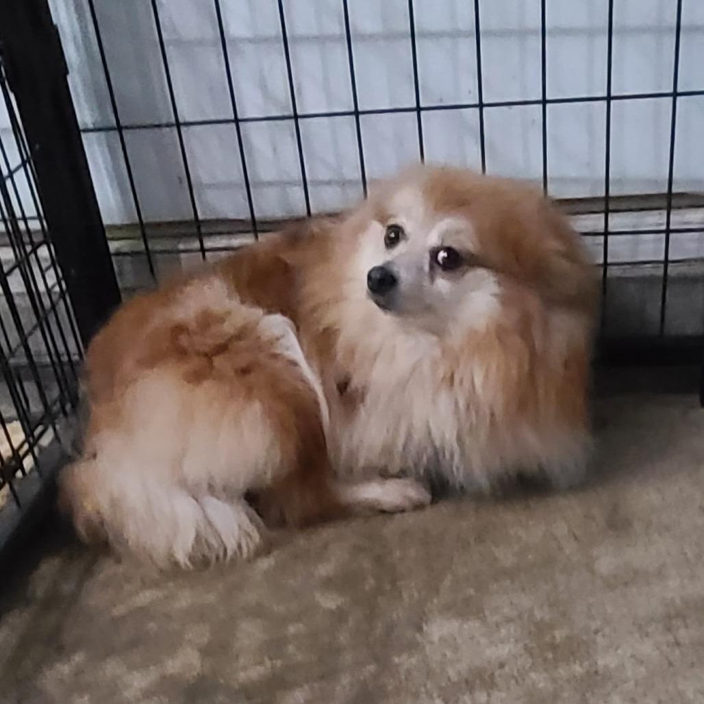 Scarlett, a Adoptable Pomeranian in Southington, OH image 2/5
