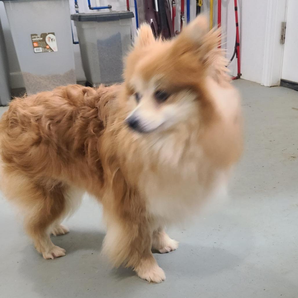 Scarlett, a Adoptable Pomeranian in Southington, OH image 3/5