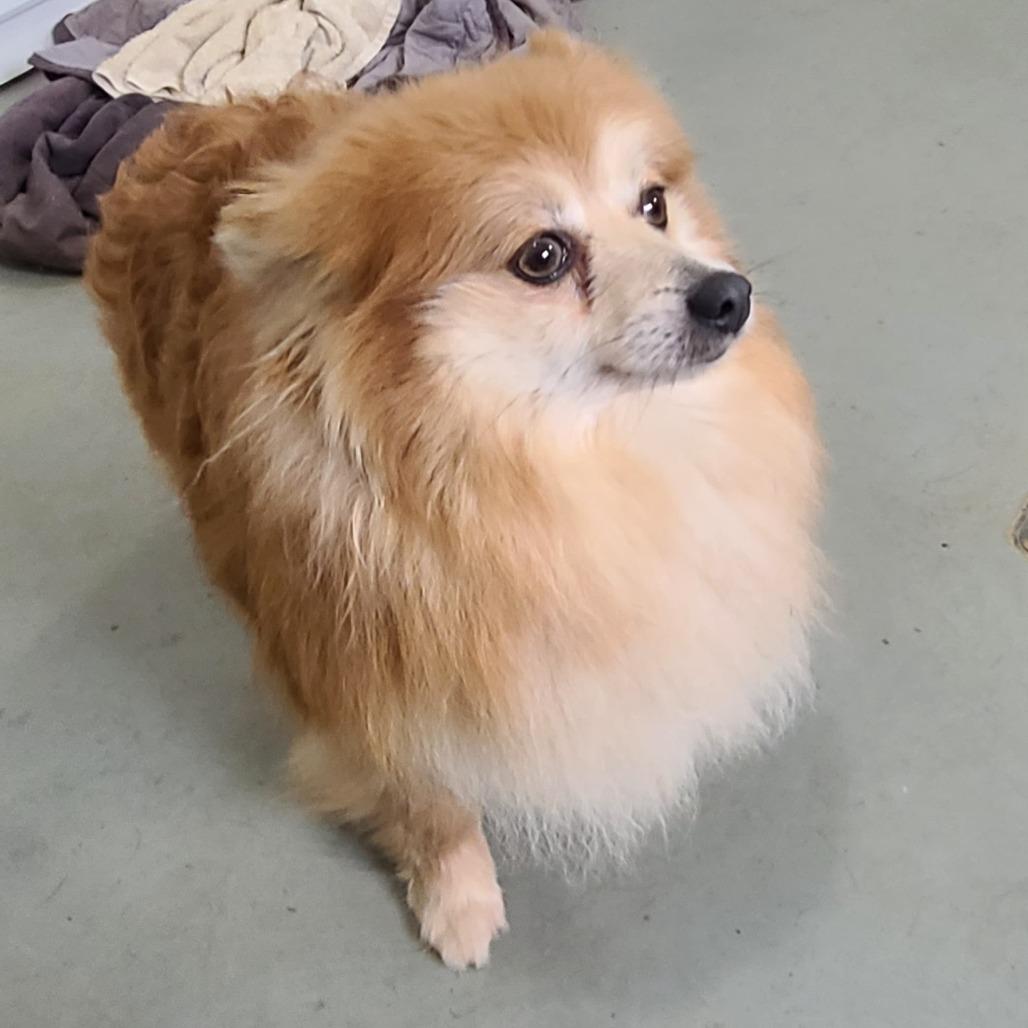 Scarlett, a Adoptable Pomeranian in Southington, OH image 4/5