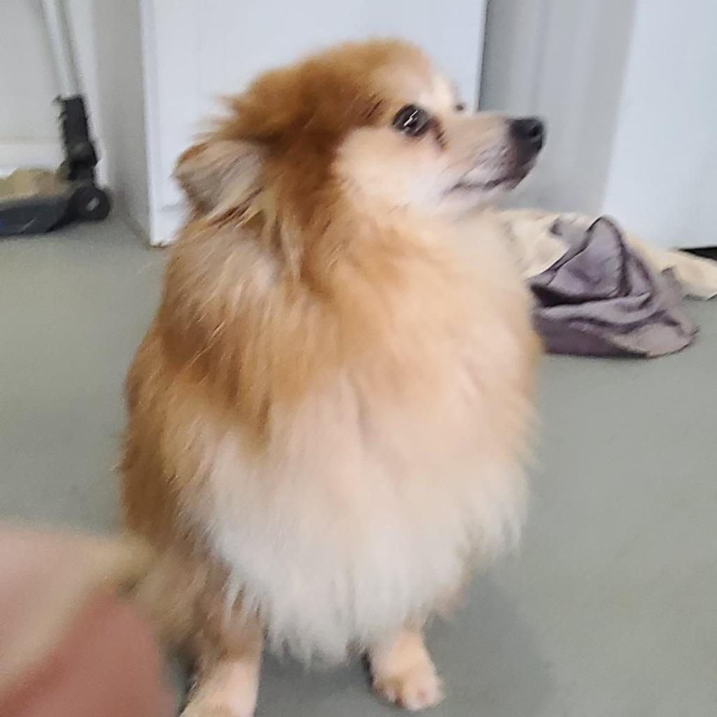 Scarlett, a Adoptable Pomeranian in Southington, OH image 5/5