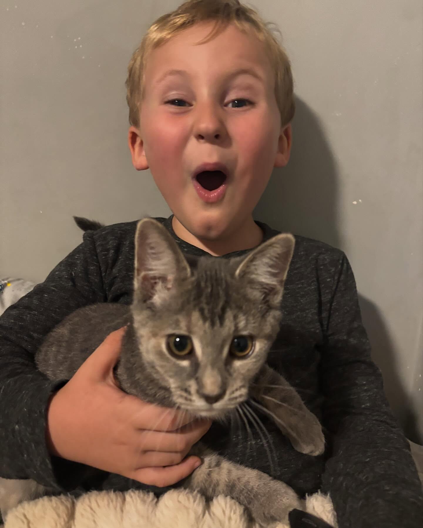 Enlarge Lucy, a Adopted Domestic Short Hair in Holland, MI image 1/3