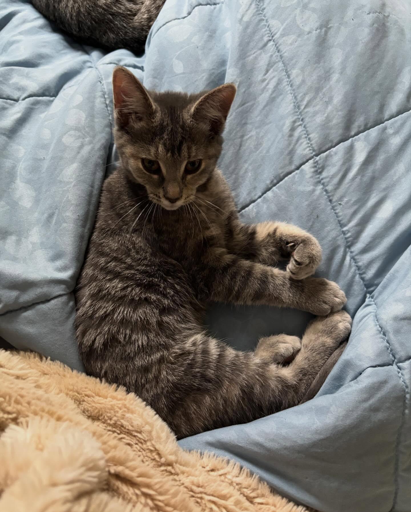Lucy, Adopted, Kitten Female Domestic Short Hair.