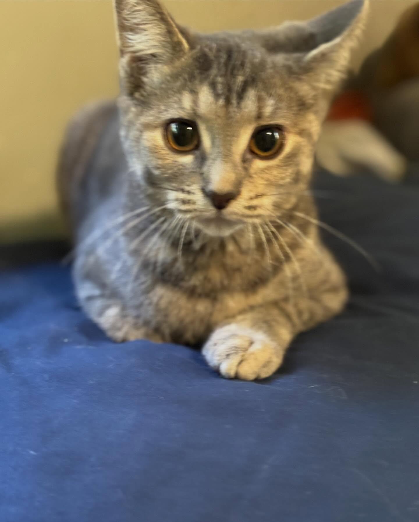 Enlarge Lucy, a Adopted Domestic Short Hair in Holland, MI image 3/3