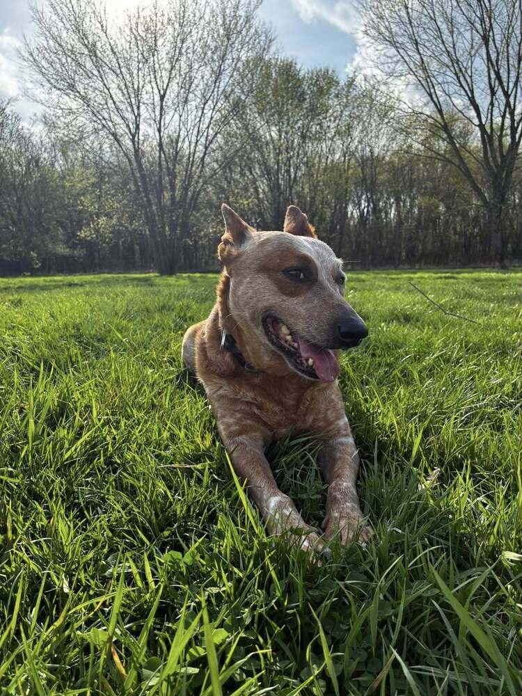 Enlarge Babs, a Adoptable Australian Cattle Dog / Blue Heeler in Mansfield, OH image 2/6