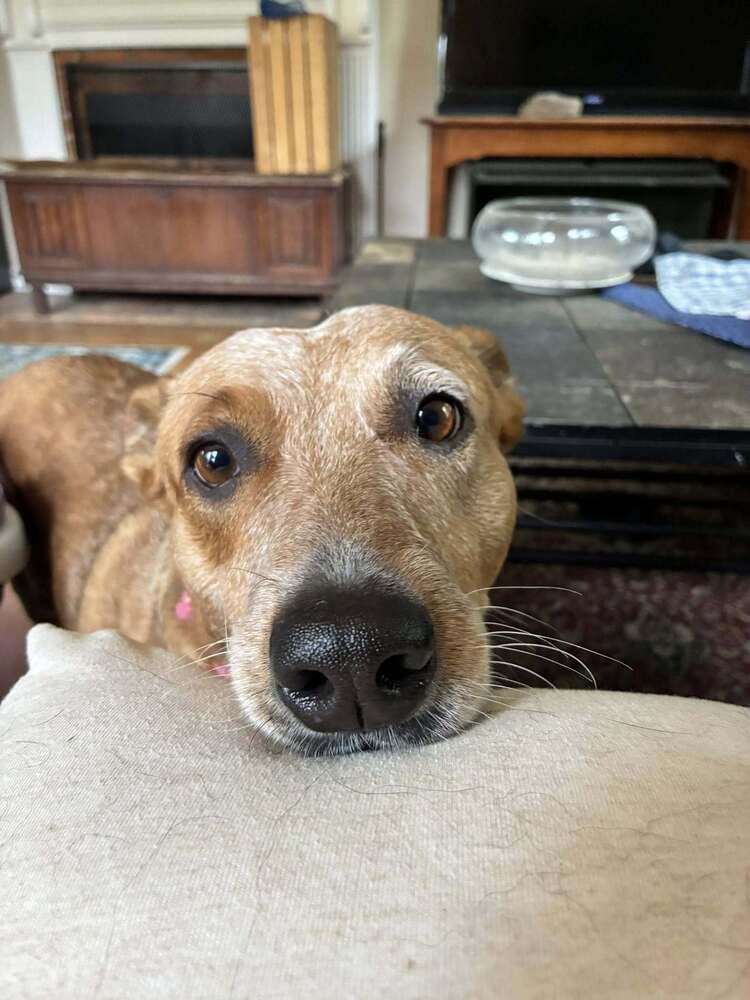 Enlarge Babs, a Adoptable Australian Cattle Dog / Blue Heeler in Mansfield, OH image 3/6